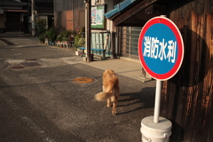 散歩に行くみゅうちゃん