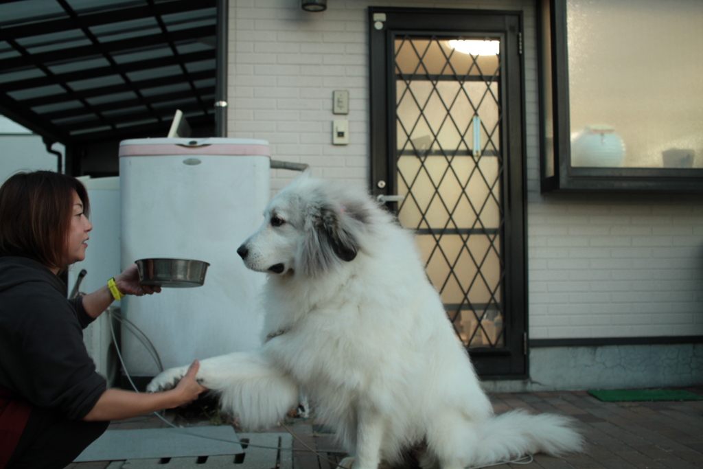 ご飯前のお手とイェイ