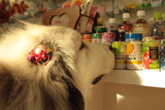 味わいカルピスが気になるココちゃん