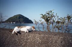 今朝　TripXB3にて　FijfilmC200