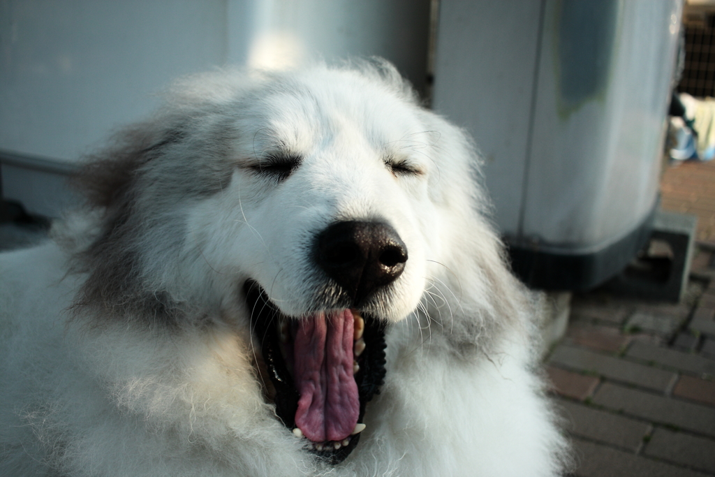 今日も平和な一日　～ただ暇なだけ～