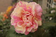 ココさん所の花