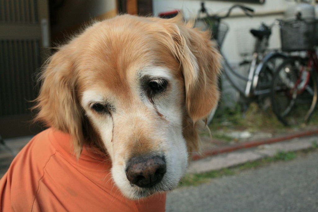 みゅうちゃん＠北条水軍ユースホステル