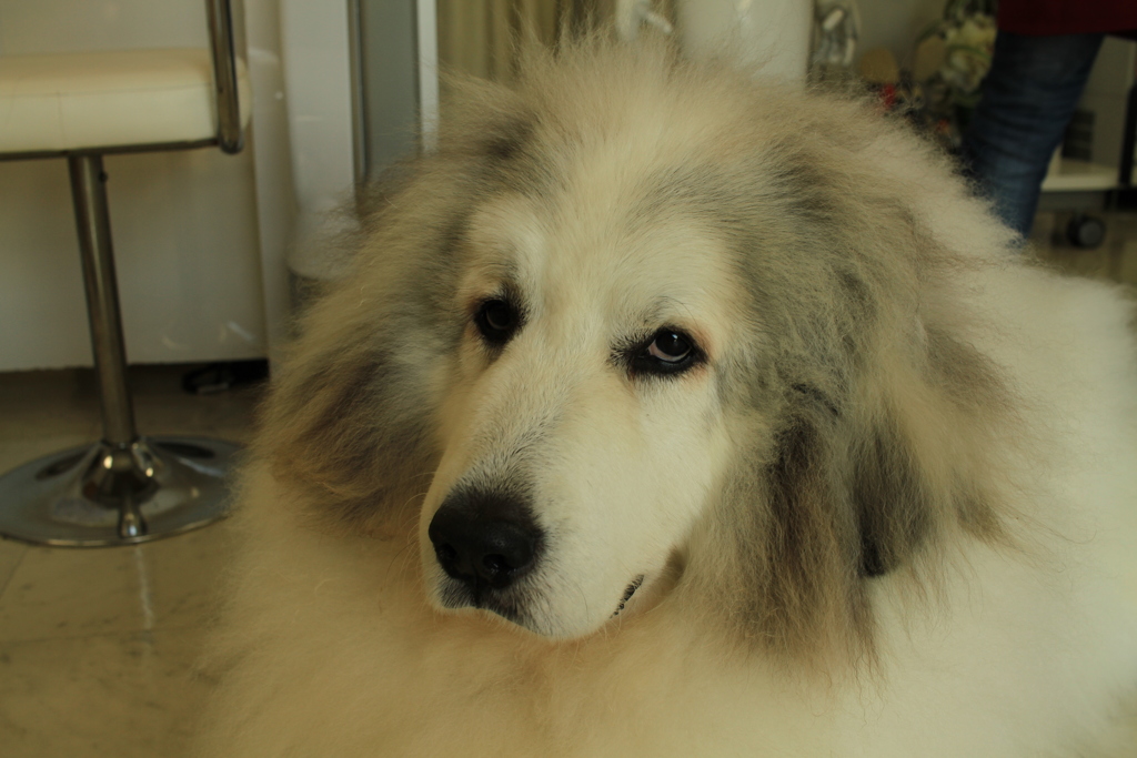 昼前もお店番してるココさん