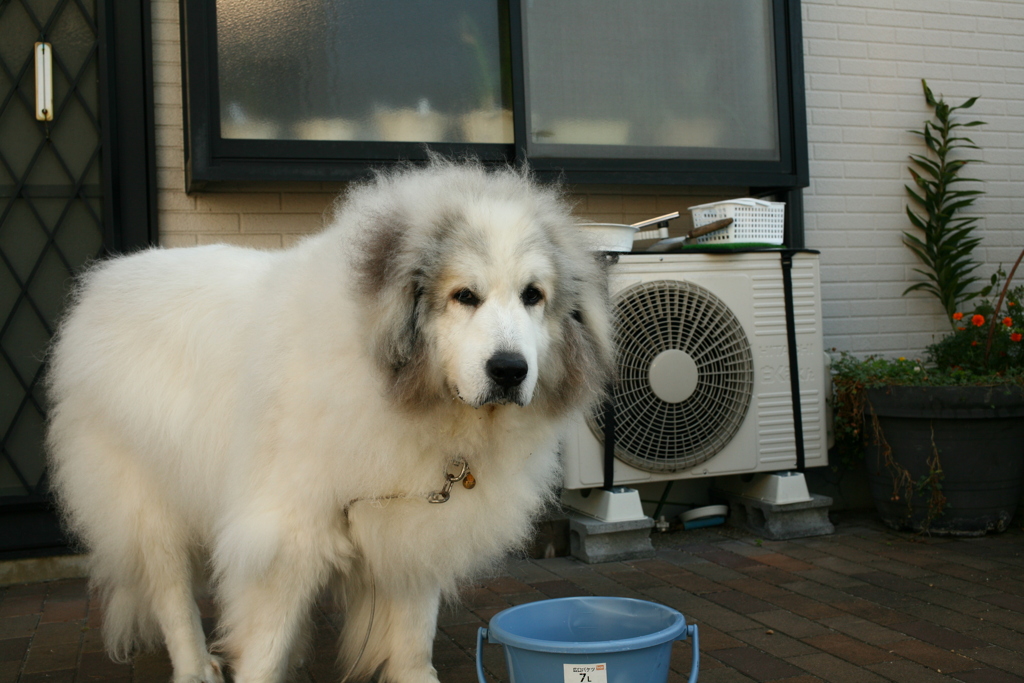 朝も元気なココさん