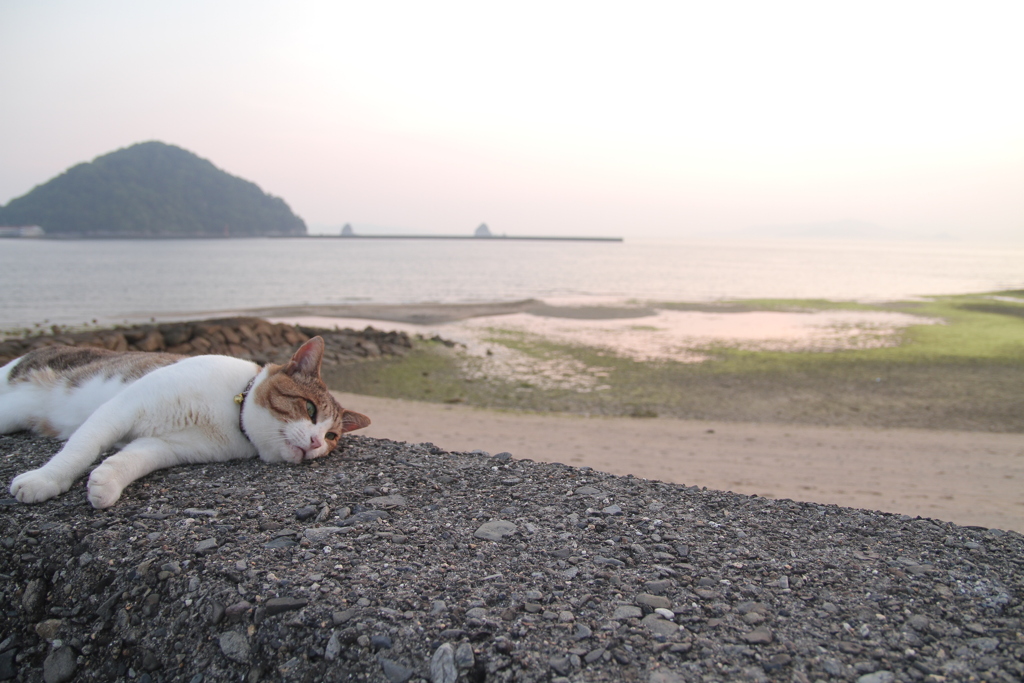 おっさんなトム君