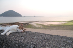 おっさんなトム君