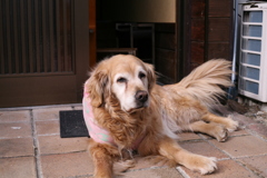 お宿番してるみゅうちゃん