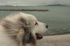 ココちゃんの散歩を頼まれる　５