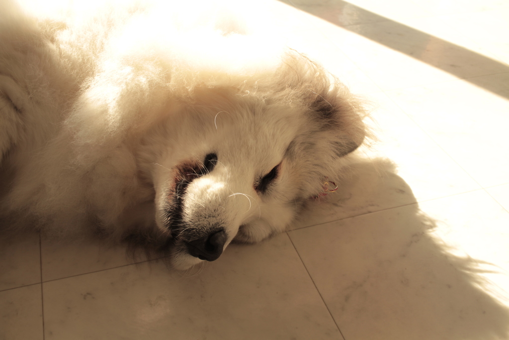 お店番してるココさん