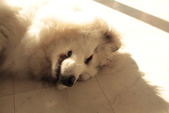 お店番してるココさん