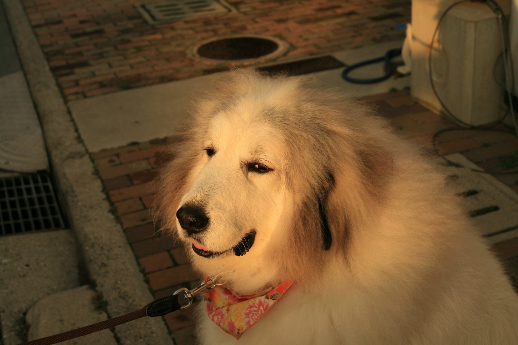 散歩行きたがらないココさん