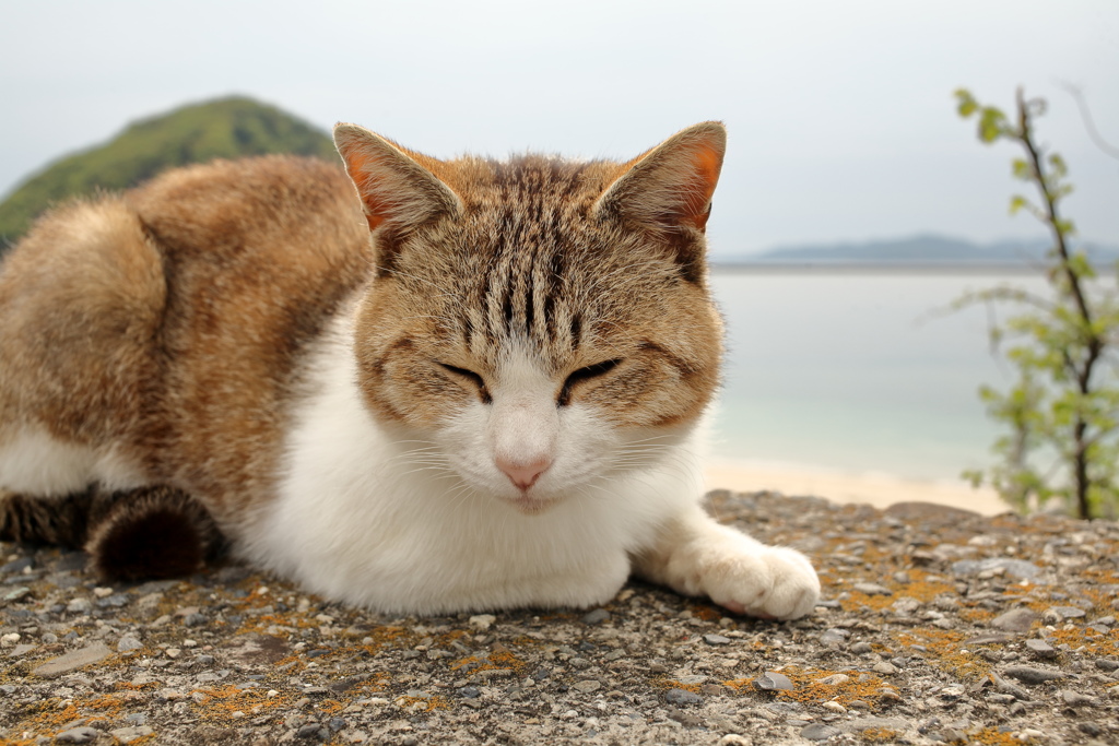 トム君
