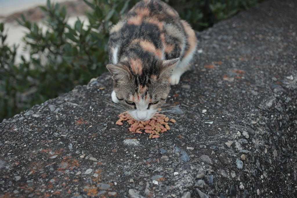 おまんまおいしい