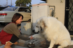 お手をするココちゃん