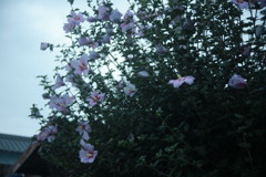 朝写真　古いEFズームレンズにて