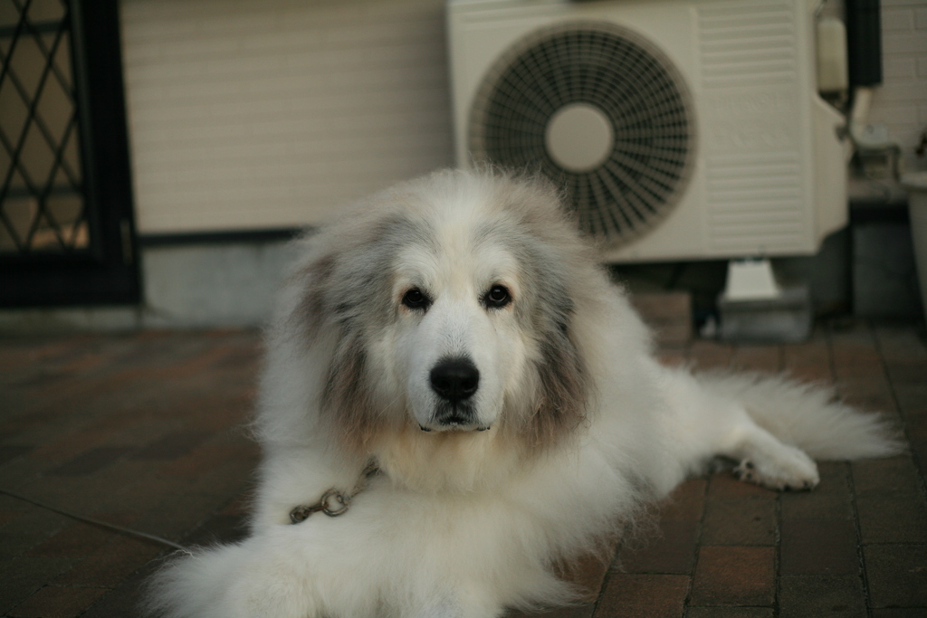 今日も番犬してるココ様
