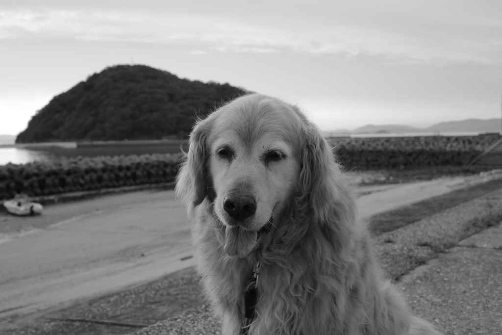 今日もみゅうちゃんと散歩