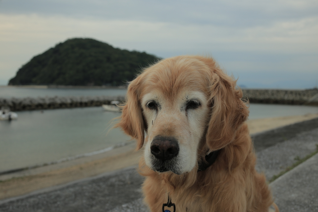 みゅうちゃんと散歩