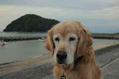 みゅうちゃんと散歩