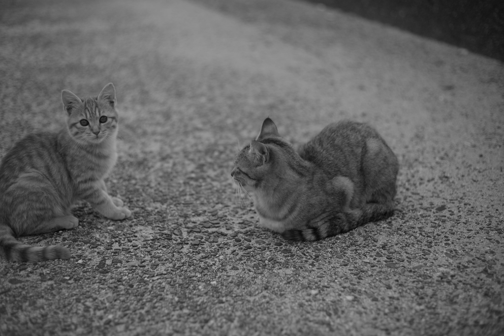 子猫とおかあにゃん