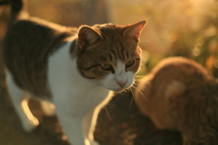 トム君