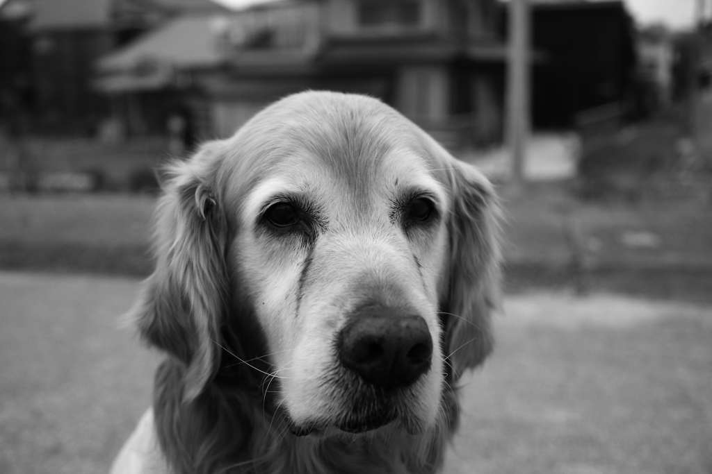 昨日の写真、モノクロ