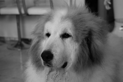 掃除機が怖いココ様