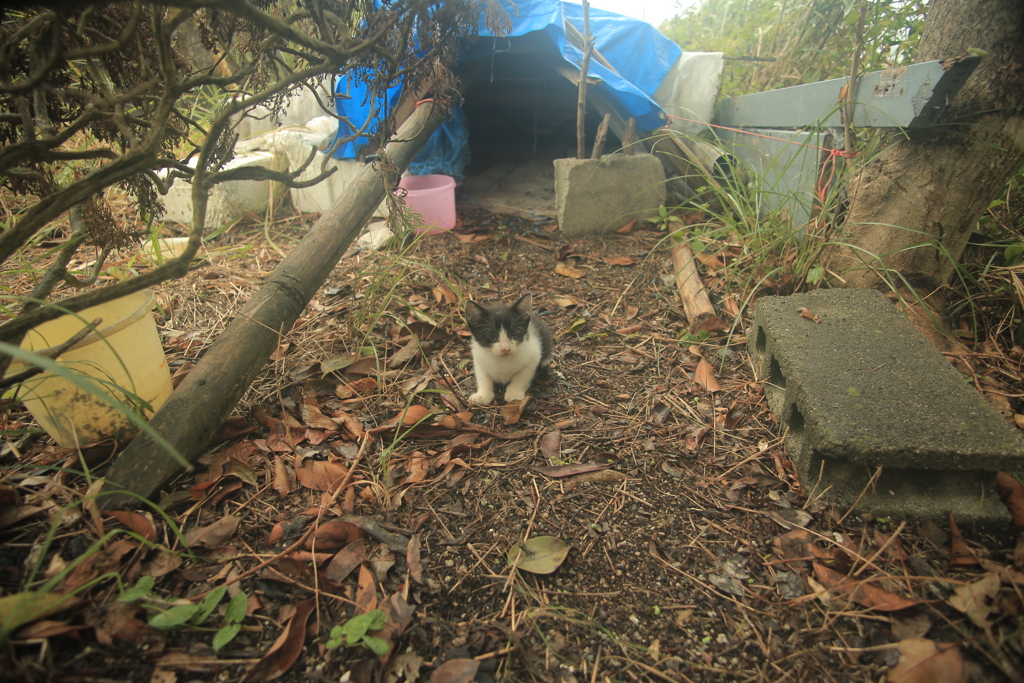 子猫、体長約10センチ