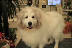 今日もお店番してるココさん