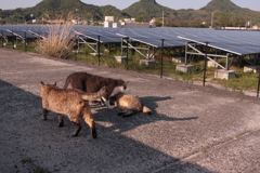 猫の集会