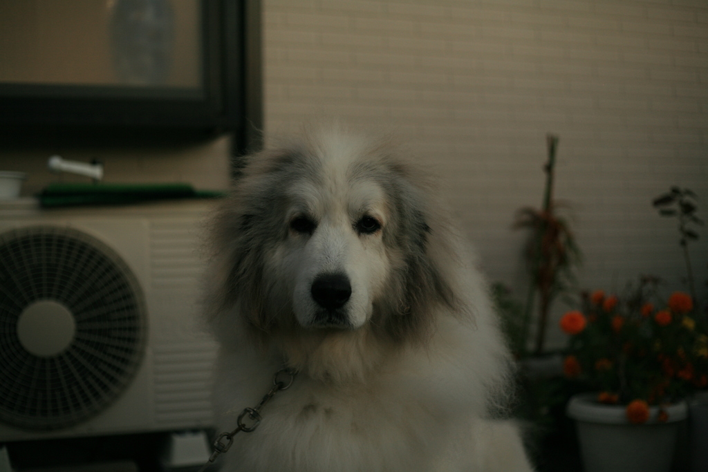 番犬してるココ様