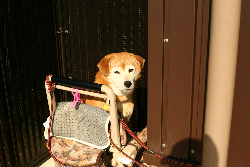 スーパーでお留守番してるモモちゃん