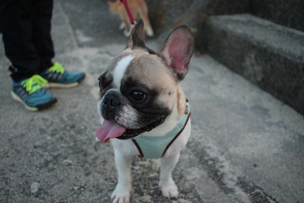 プルちゃんはめっちゃ甘えん坊