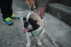 プルちゃんはめっちゃ甘えん坊