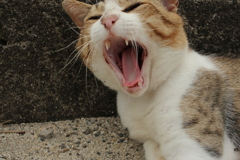 今日も元気なトム君