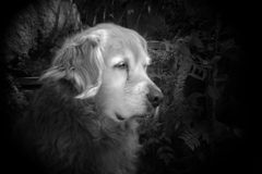 shot by Holga toy lens