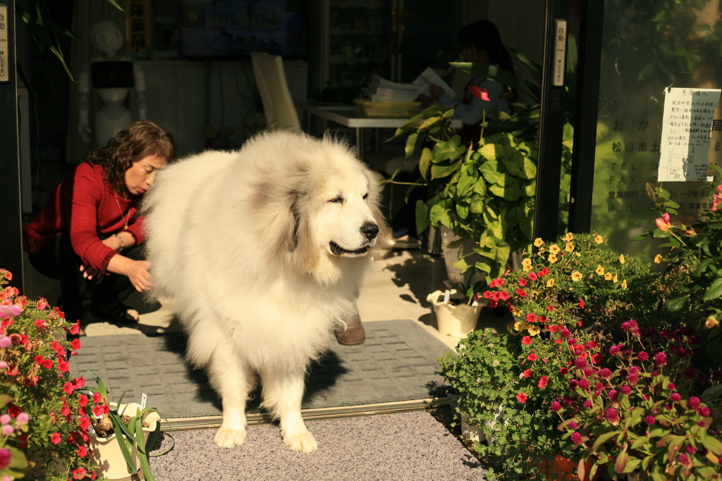 後ろ足の肉球が具合悪いらしい