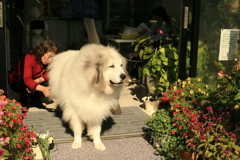 後ろ足の肉球が具合悪いらしい