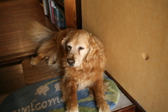 お宿番してるみゅうちゃん