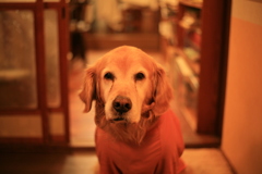 お宿番してるみゅうちゃん