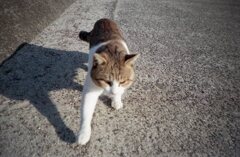 今朝　TripXB3にて　FijfilmC200