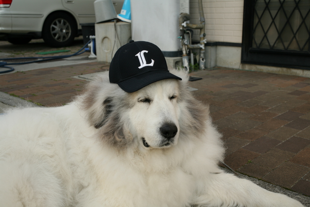 ライオンズなココさん