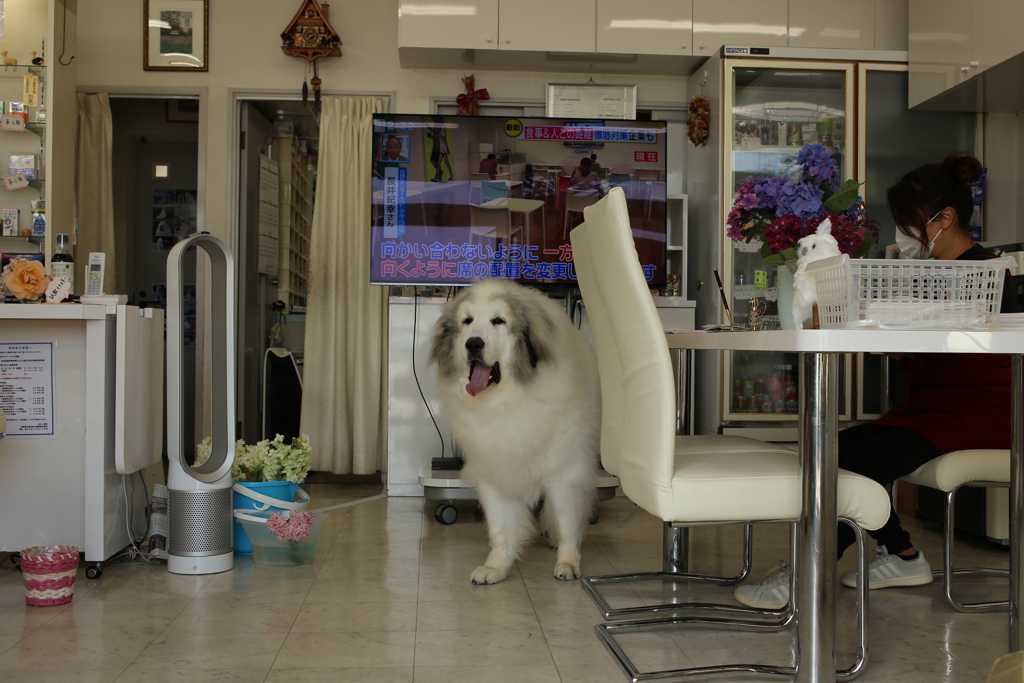 お昼、お店番してるココさん