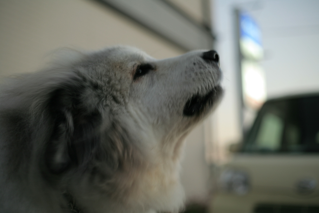 友を呼ぶココ様