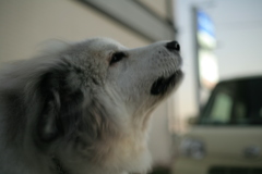 友を呼ぶココ様