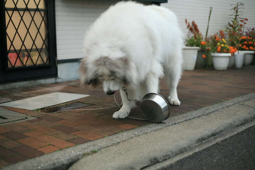 もっとご飯が欲しいココ様