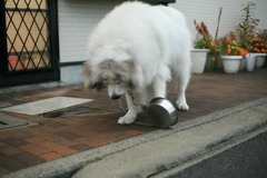 もっとご飯が欲しいココ様