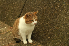 トム君は今日も元気