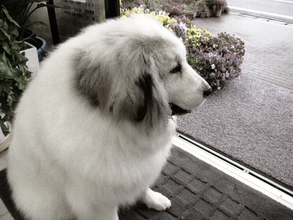 小雨の日も元気なココさん